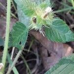 Galeopsis tetrahit Fruit