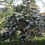 Rhododendron morii Yeri