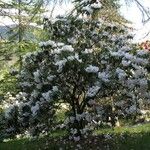 Rhododendron morii Habitus