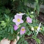 Polemonium carneum Fiore