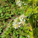 Doellingeria umbellata Blomma