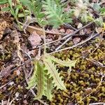 Astragalus pelecinus Frucht