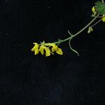 Corydalis pseudolongipes Агульны выгляд