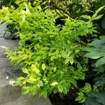 Duranta erecta 整株植物