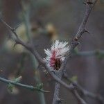 Acacia tortilis Blomst