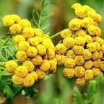 Tanacetum vulgare Flower