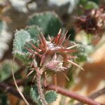 Medicago littoralis Ffrwyth