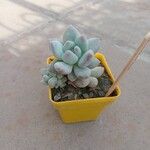 Pachyphytum oviferumFolha