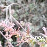 Castilleja fissifolia Leaf