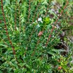 Gaultheria mucronata Leaf