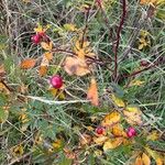 Rosa palustris Fruit