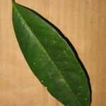 Amanoa guianensis Hostoa