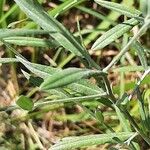 Xeranthemum cylindraceum Hoja
