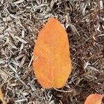 Amelanchier canadensisList