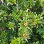 Rhododendron ferrugineumFruit