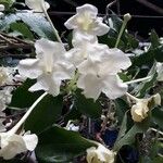 Brunfelsia americana Fleur