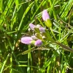 Cardamine pratensis Hoja