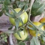 Solanum lycopersicum Vaisius