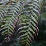 Dicksonia antarctica Leaf