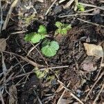 Geum aleppicum Leaf