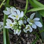 Ornithogalum balansae