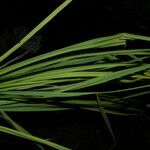 Schoenocaulon officinale Folha