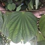 Bauhinia purpurea Leaf