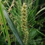 Triticum aestivumOvoce