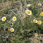 Erigeron compositus Hábito