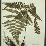 Cyathea surinamensis Лист
