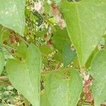 Fallopia dumetorum Hoja