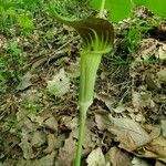 Arisaema triphyllumLorea