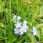 Myosotis arvensis Flower