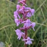 Gymnadenia conopseaFlower