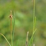 Carex microglochin ശീലം