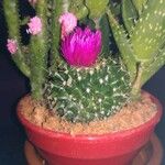 Echinocereus viridiflorus ഇല