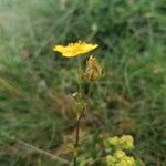 Potentilla grandiflora 花