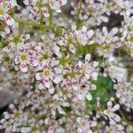 Saxifraga cotyledon 花