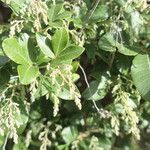 Searsia tomentosa Leaf