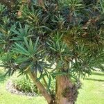 Podocarpus macrophyllus 葉