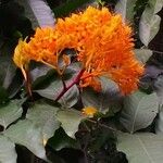 Saraca indica Flower