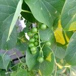 Tinospora cordifolia Fruit