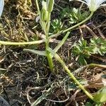 Ornithogalum umbellatum موطن