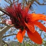Erythrina variegata Blomma