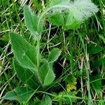 Hieracium villosum Habit