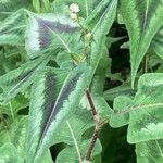 Persicaria chinensis Feuille