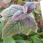 Monarda didyma Lapas