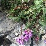 Oxytropis jacquinii Flower