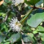 Myrceugenia exsucca Flor