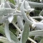 Cerastium biebersteinii Hoja